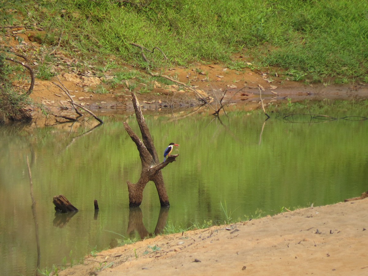 ledňáček černohlavý - ML646518993