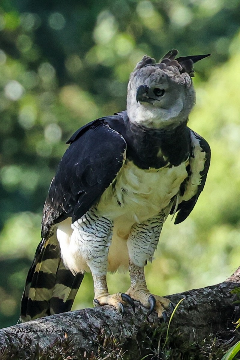 Гарпия - ML646518994