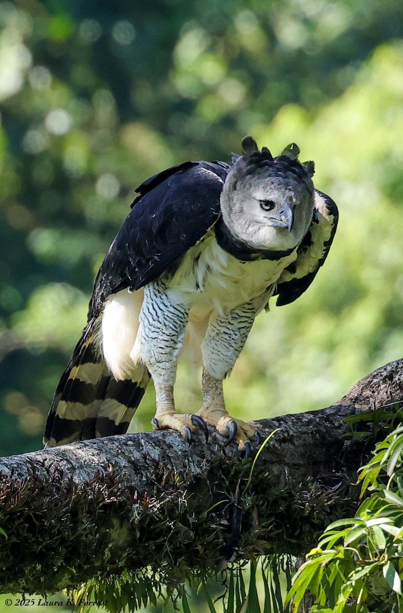 Гарпия - ML646518995