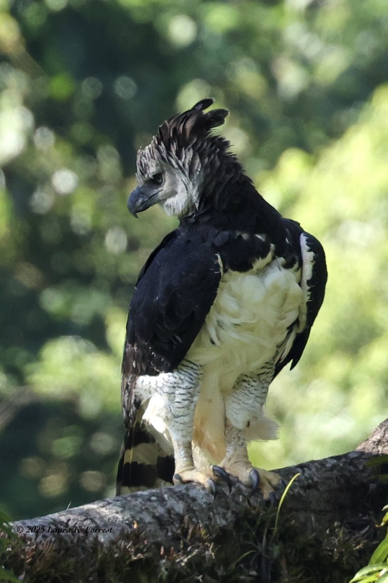 Гарпия - ML646518997