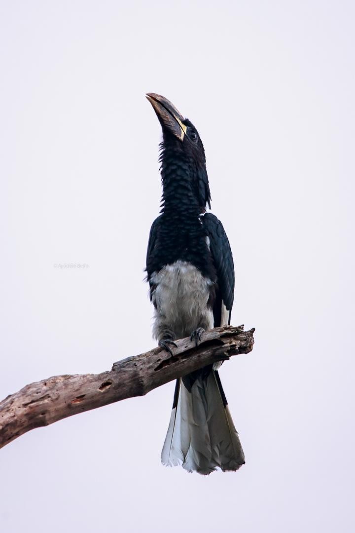 パイプコブサイチョウ - ML646519000