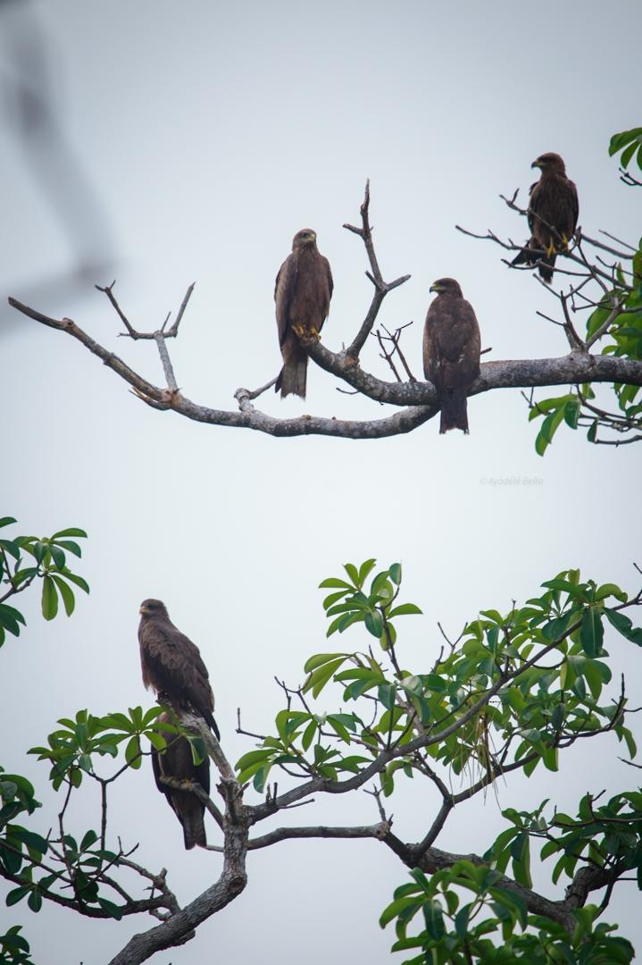 トビ - ML646519003