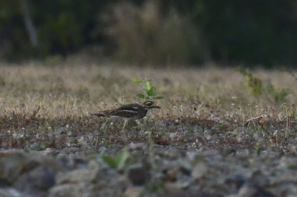 bengaltriel - ML646519006