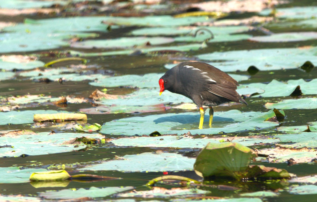 Eurasian Moorhen - ML646519011