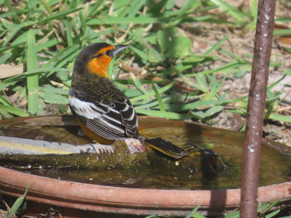 Bullock's Oriole - ML646519012