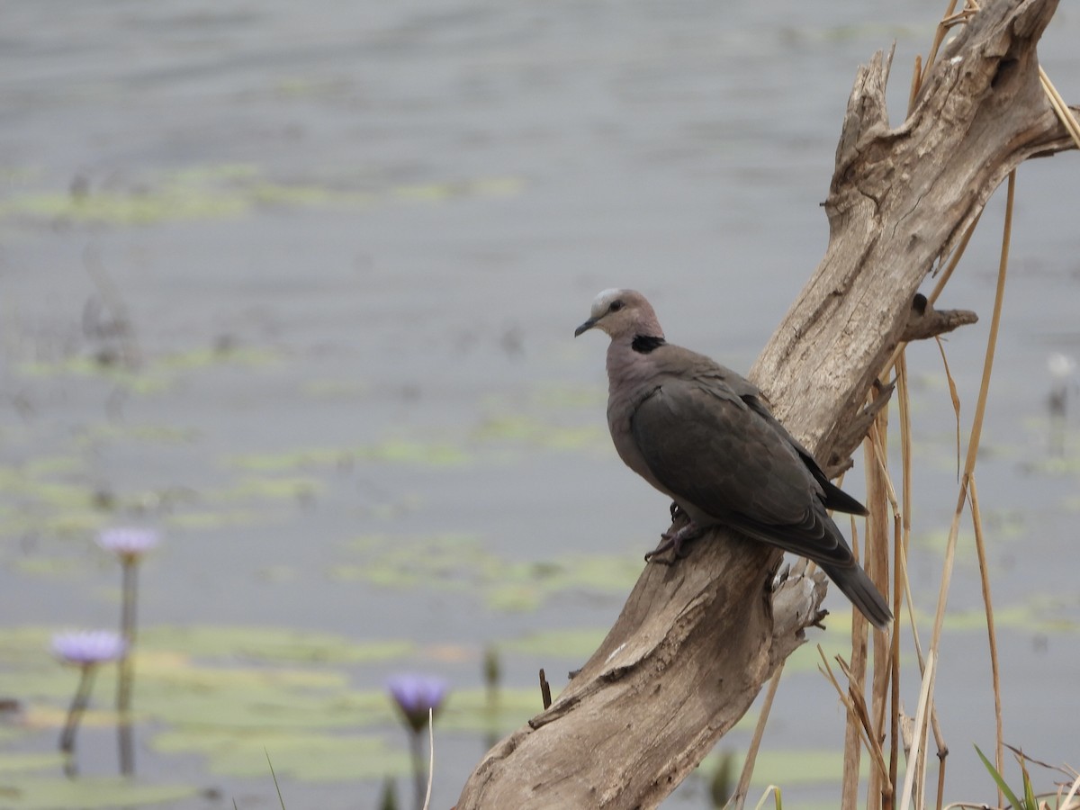 rødøyedue - ML646519015