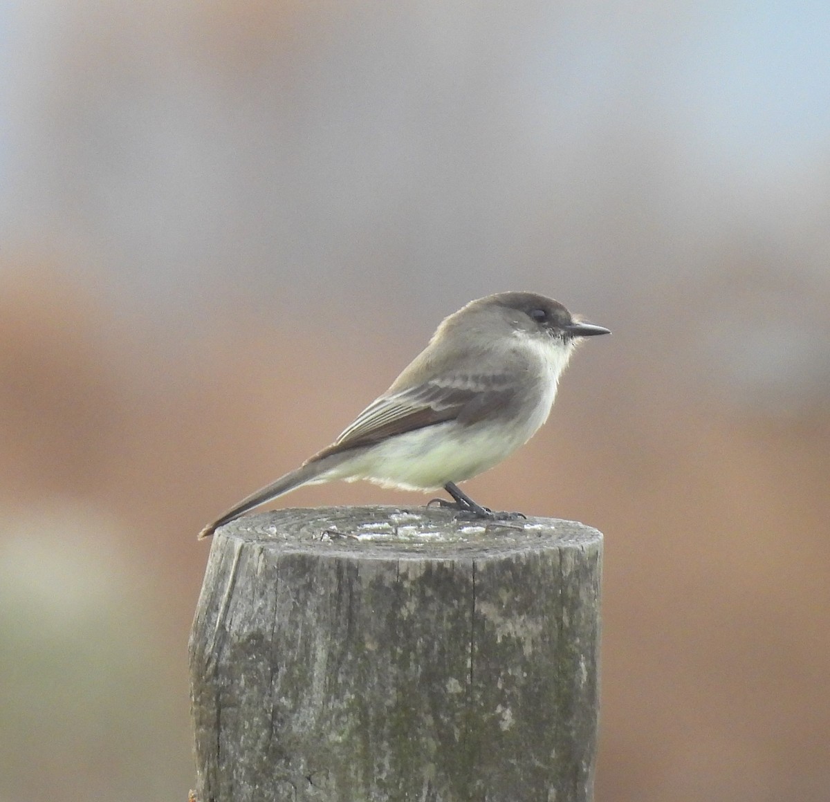 Eastern Phoebe - ML646519016