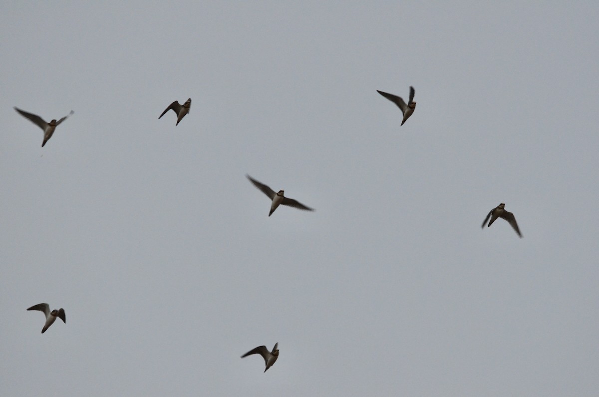 Пісочник малий - ML646519018