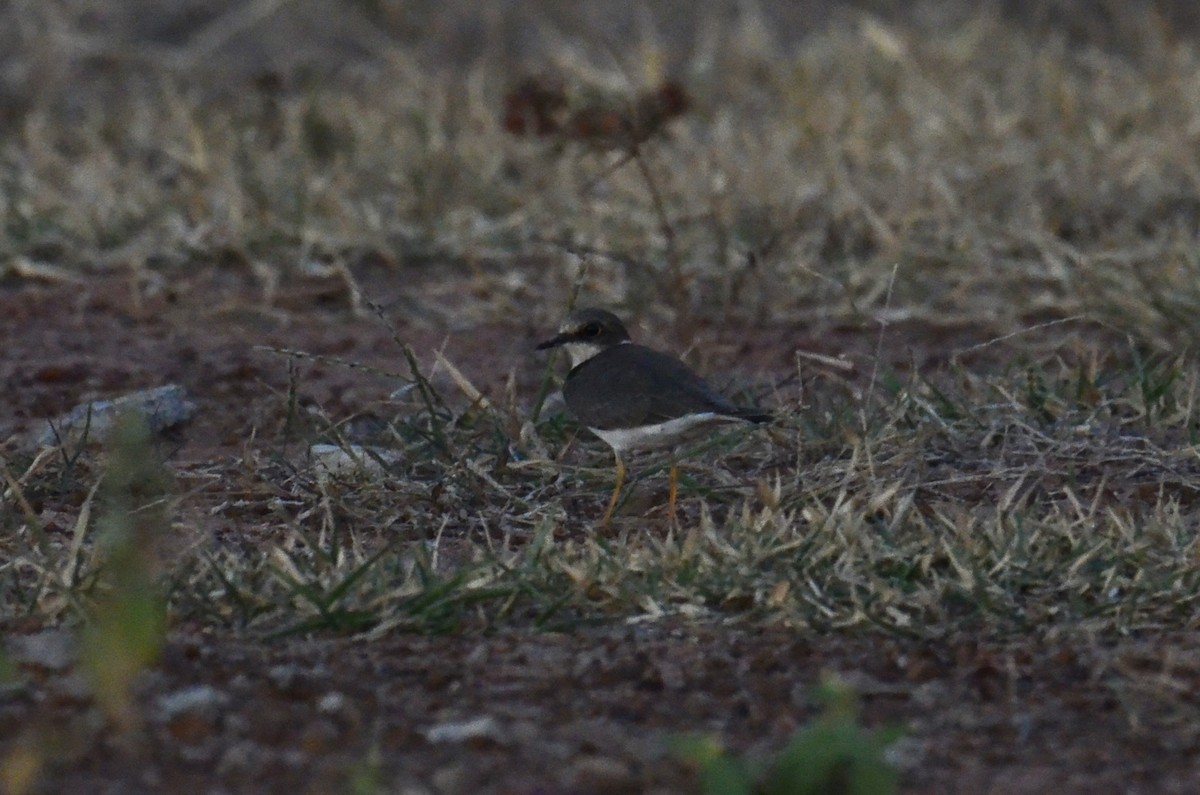 Пісочник малий - ML646519019