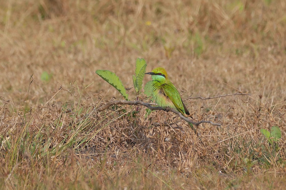 Abejaruco Esmeralda Oriental - ML646519020
