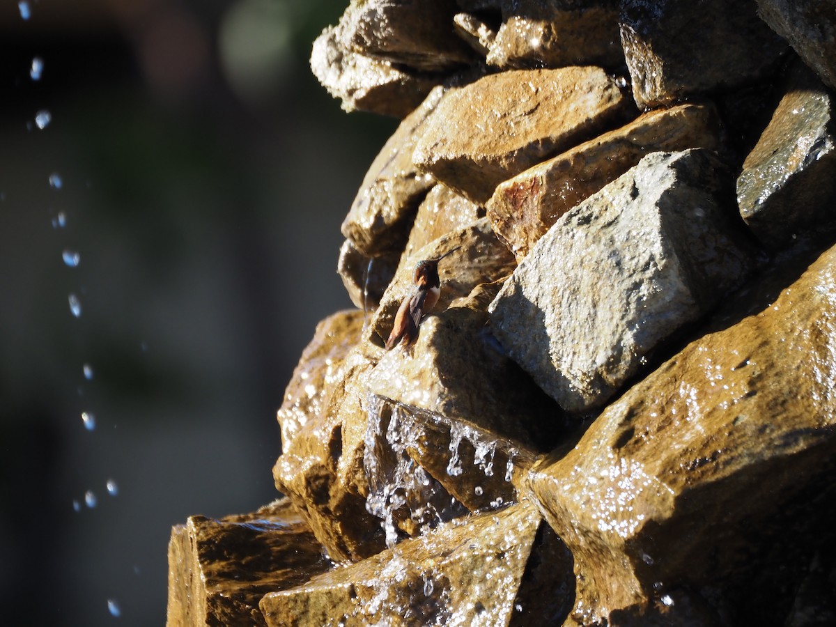 chaparralkolibri - ML646519021