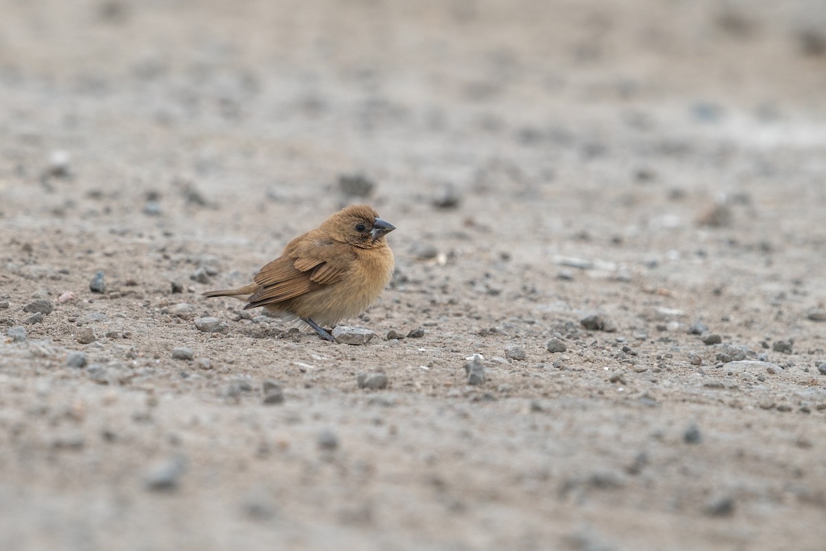 muskatnonne - ML646519022