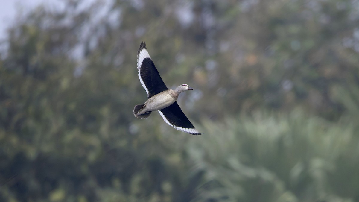 beltedvergand - ML646519023