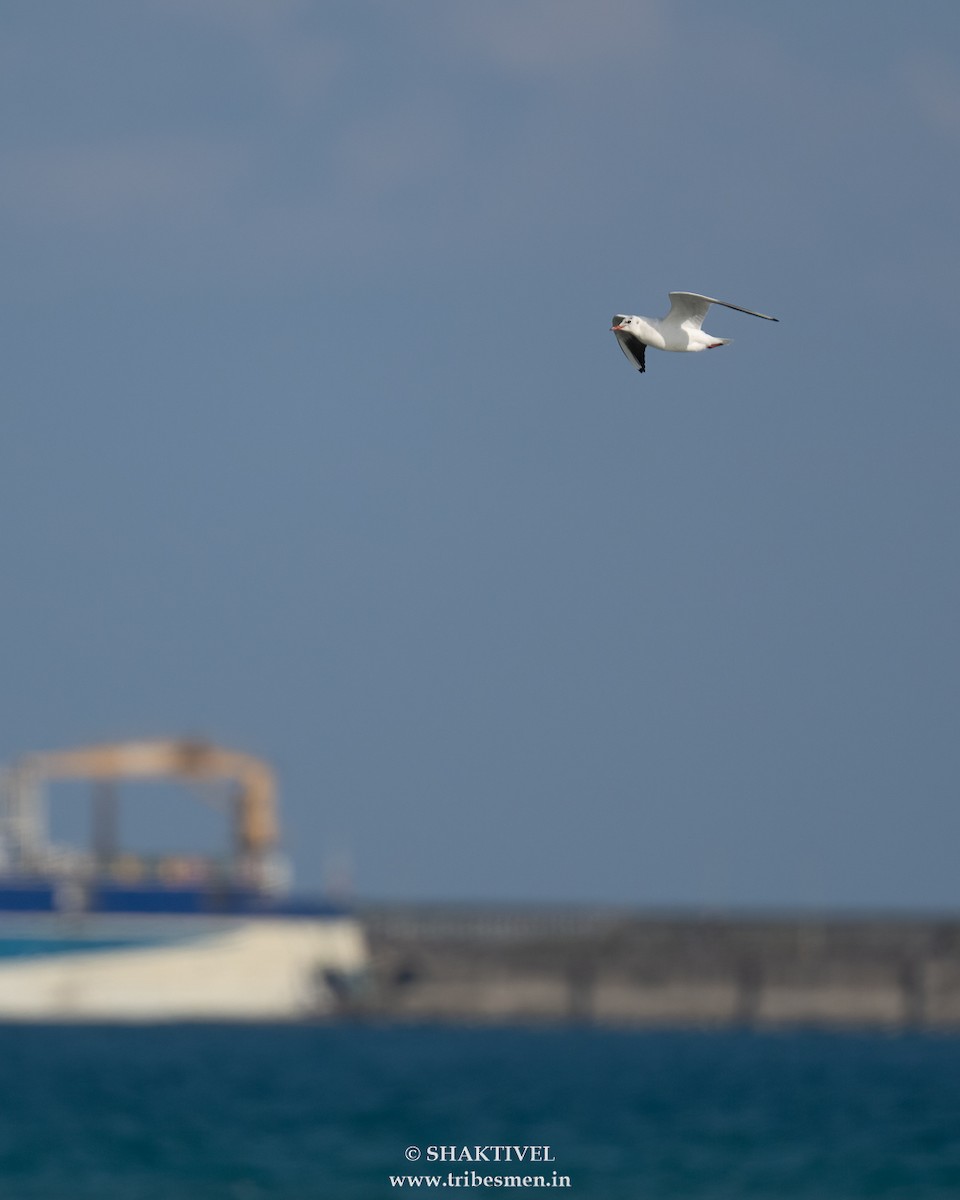 hettemåke - ML646519024