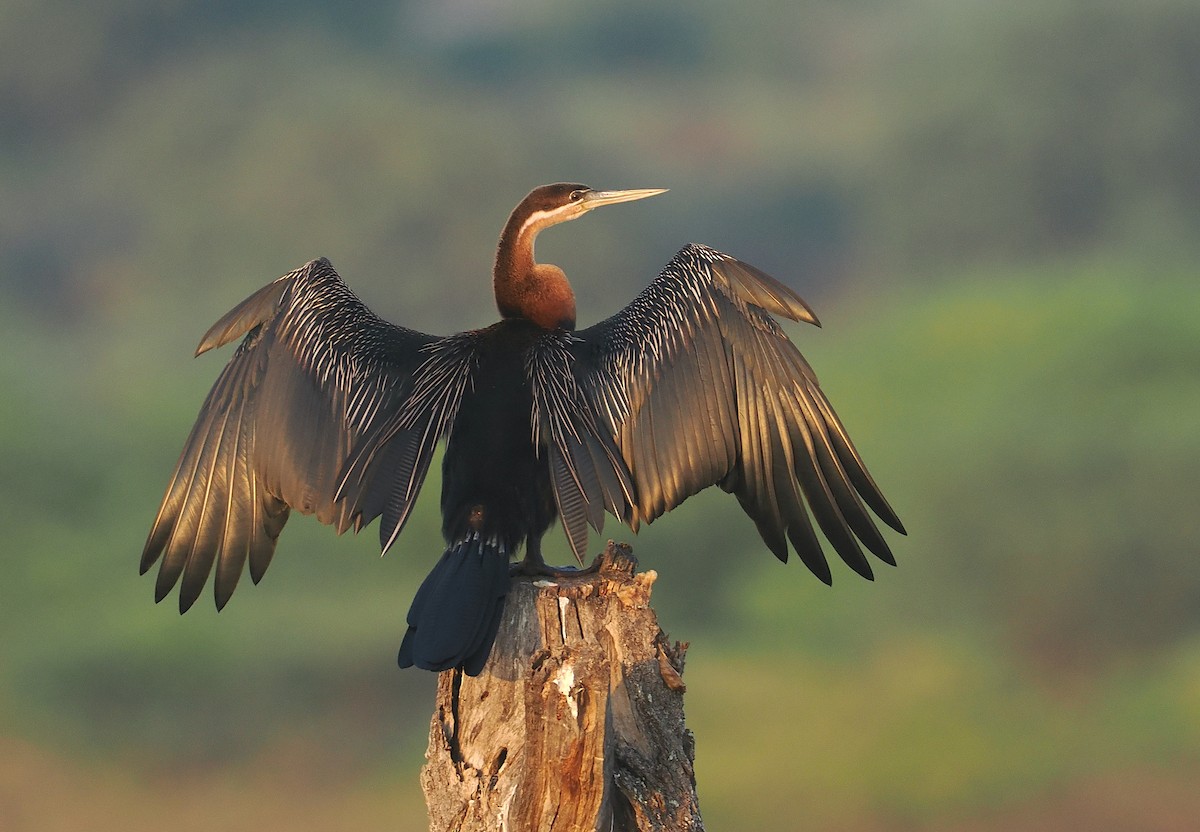 afrikaslangehals - ML646519025