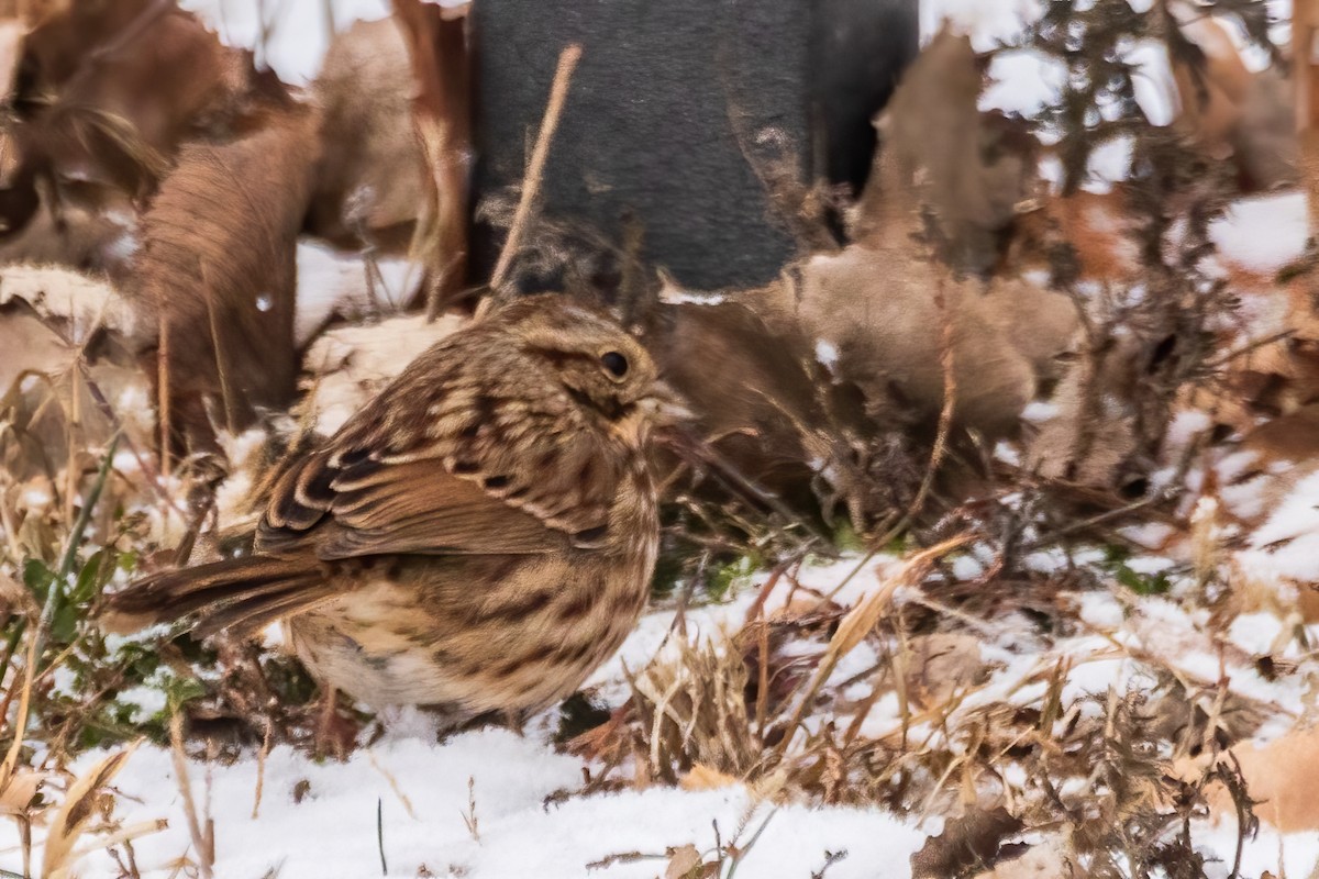 sangspurv - ML646519026