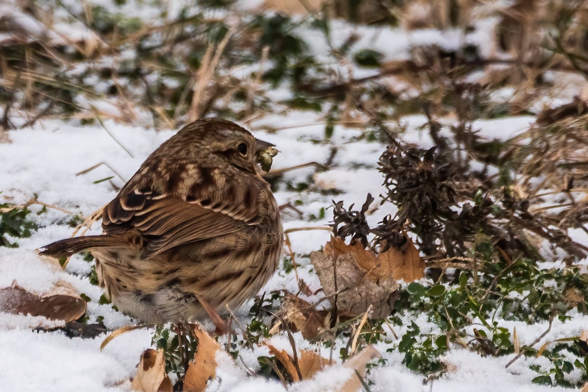 sangspurv - ML646519027