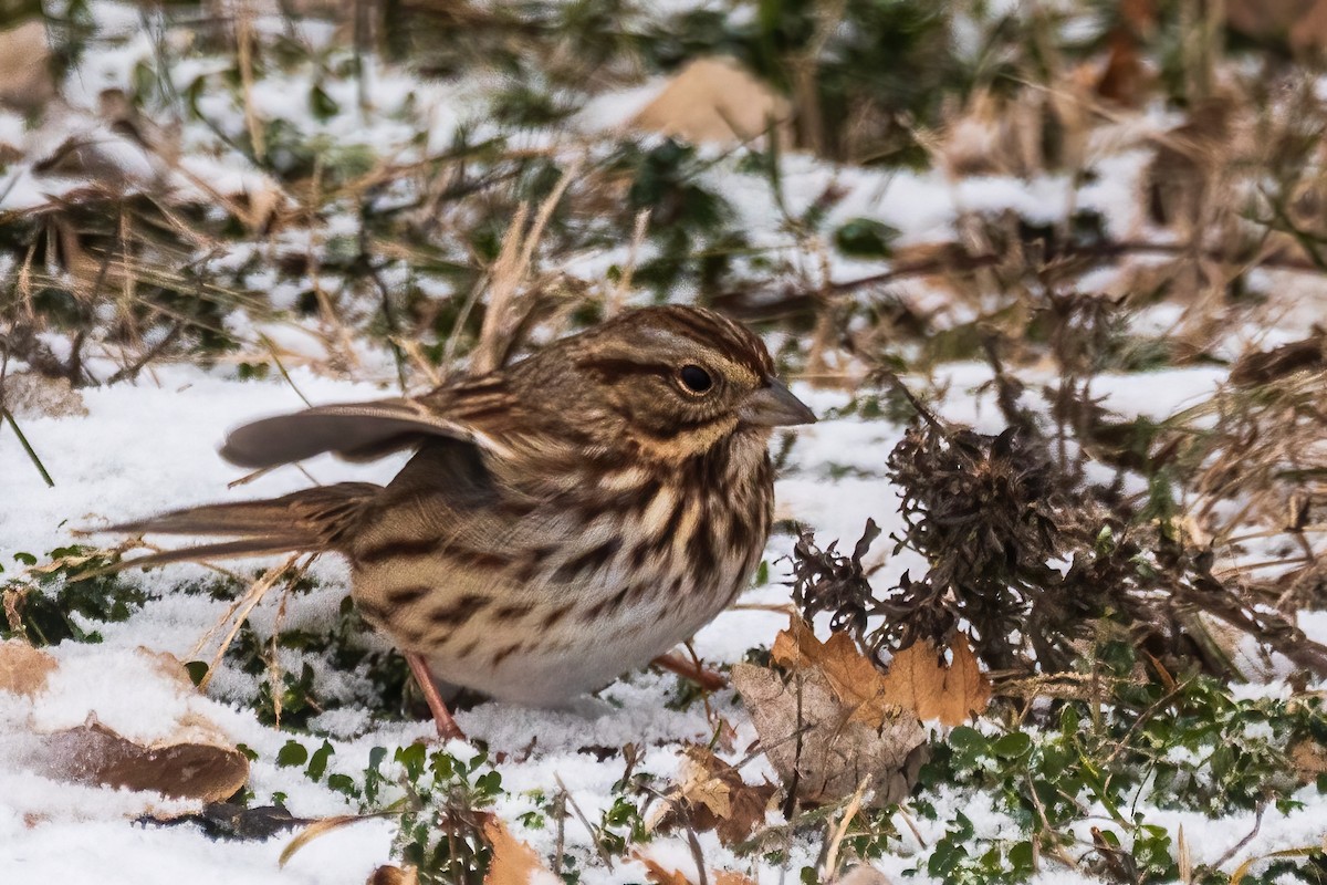 sangspurv - ML646519028