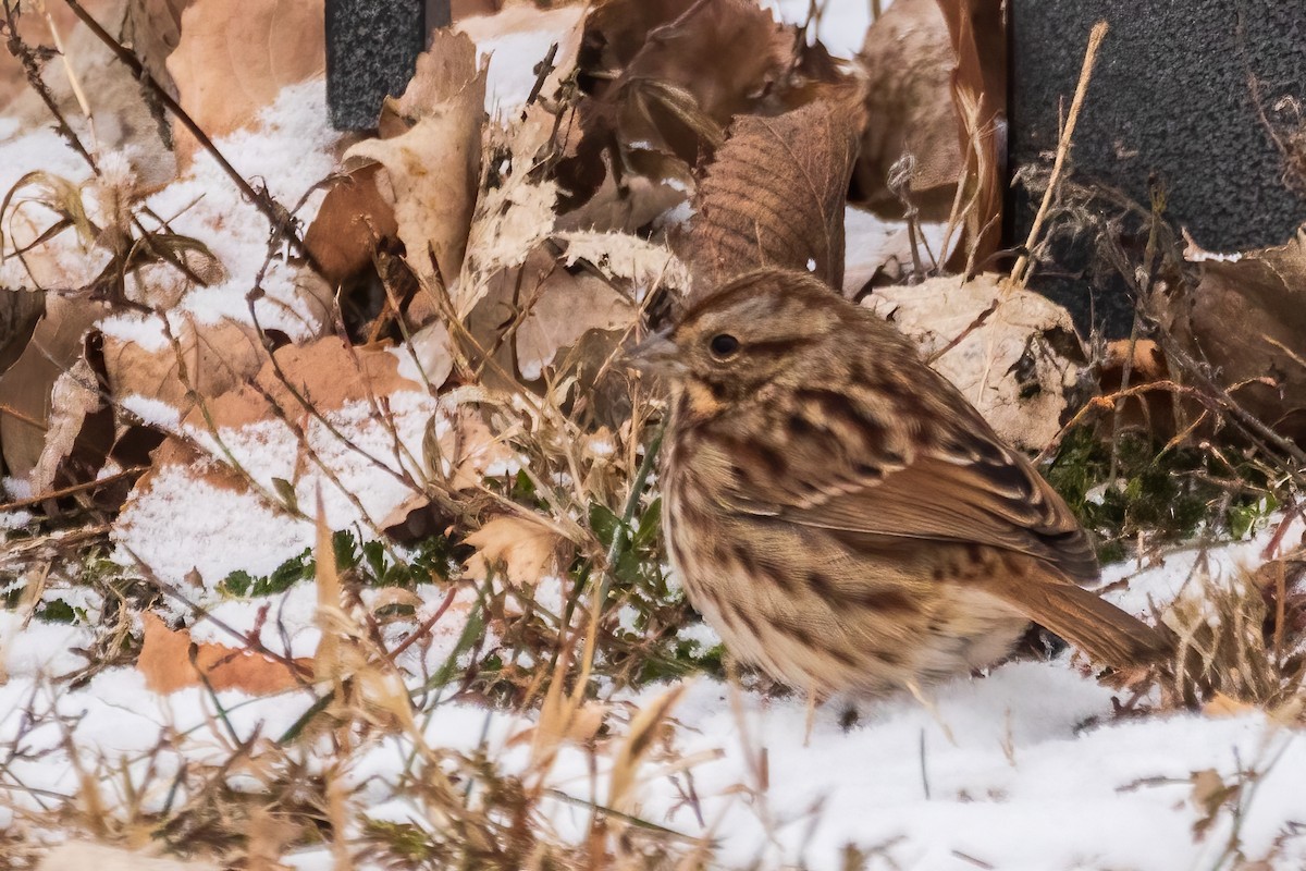 sangspurv - ML646519029