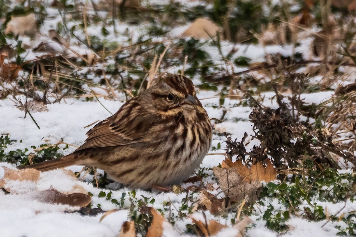 sangspurv - ML646519030