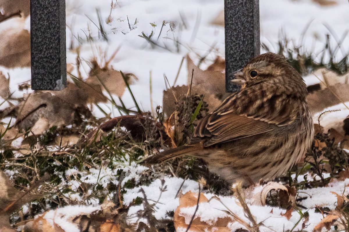 sangspurv - ML646519031