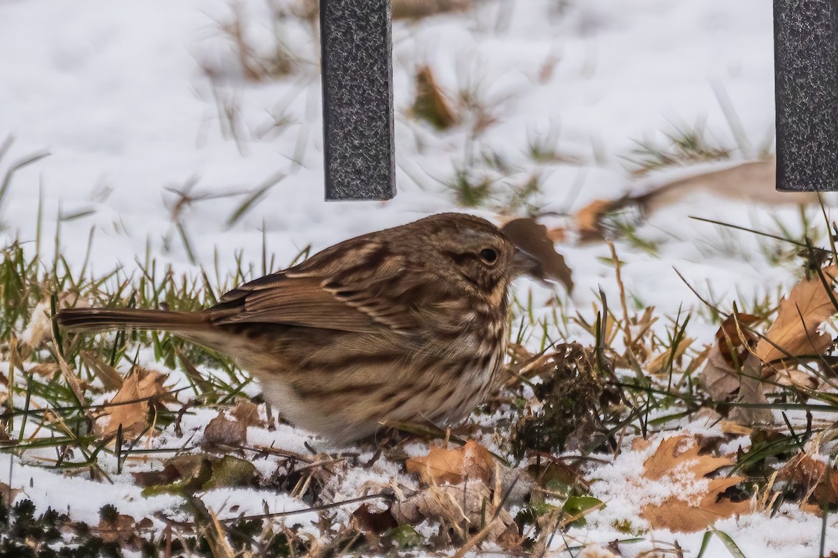 sangspurv - ML646519032