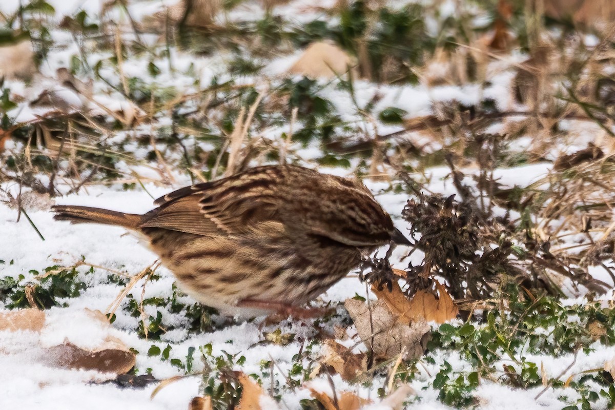 sangspurv - ML646519033