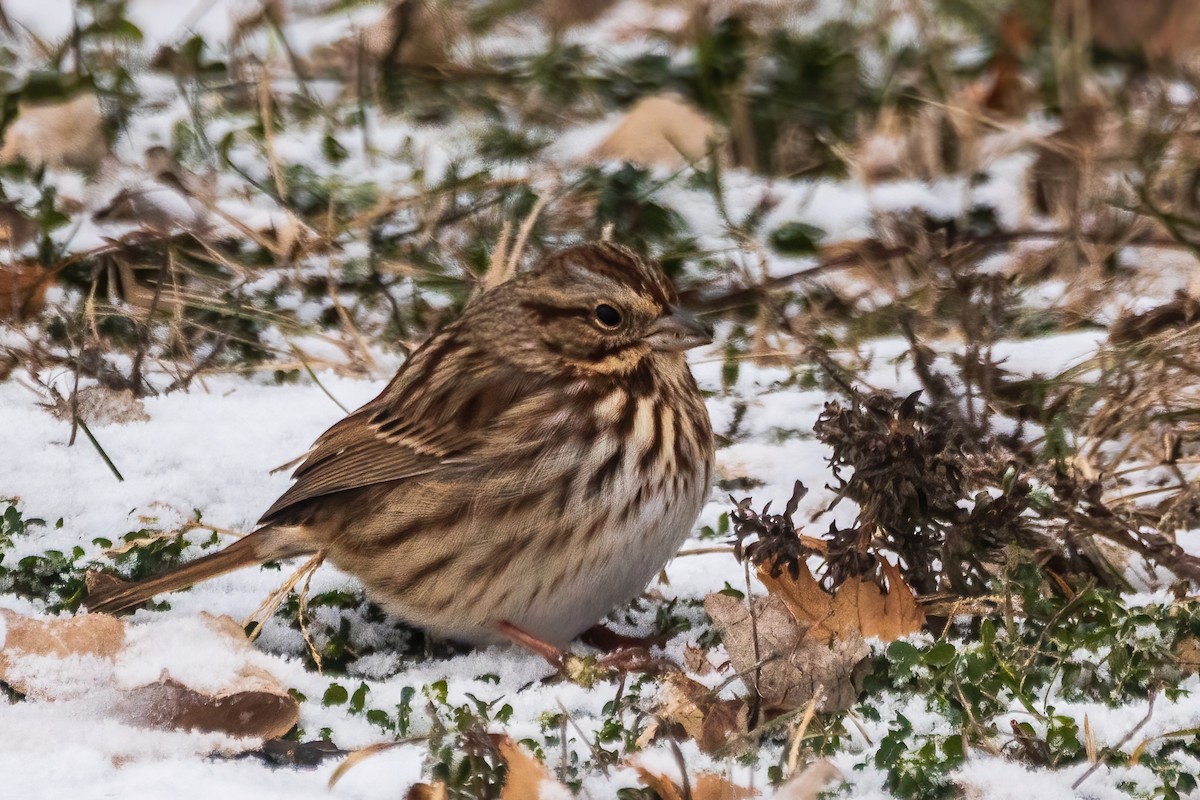 sangspurv - ML646519034