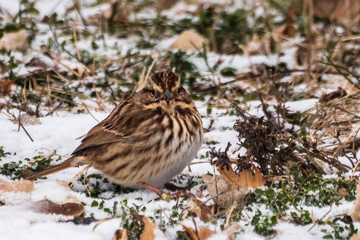 sangspurv - ML646519035