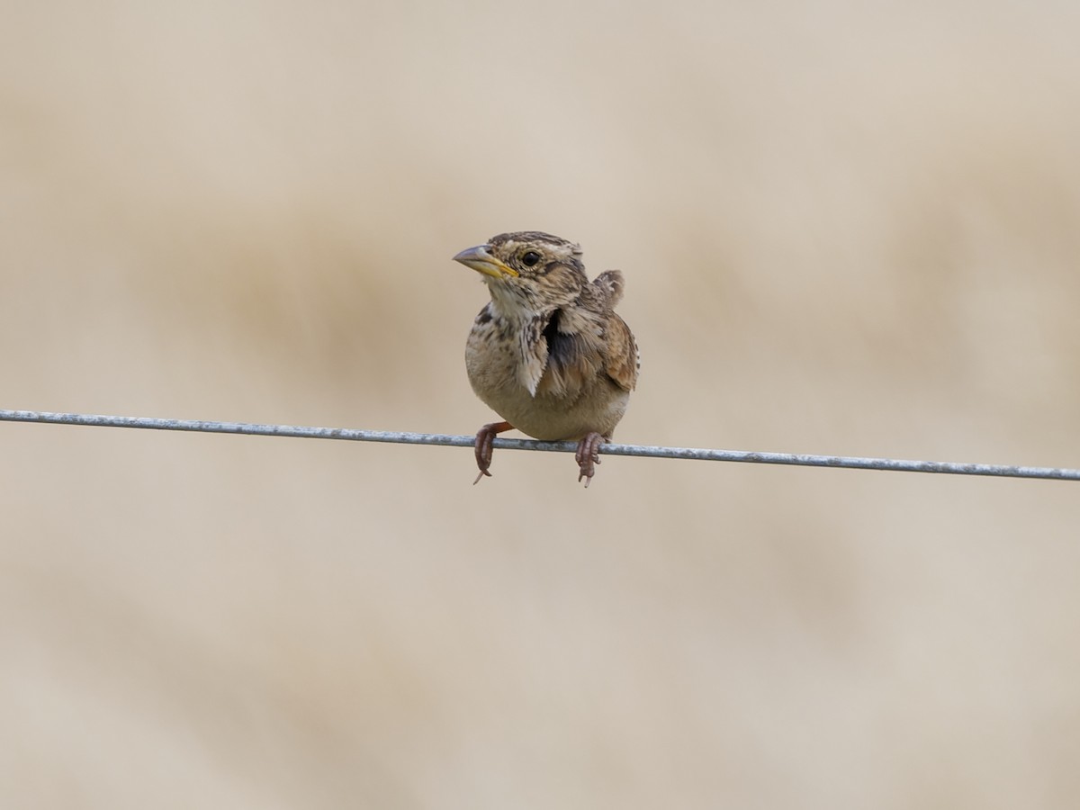 savannelerke (javanica gr.) - ML646519036