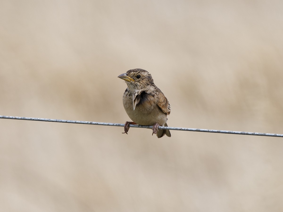 savannelerke (javanica gr.) - ML646519037