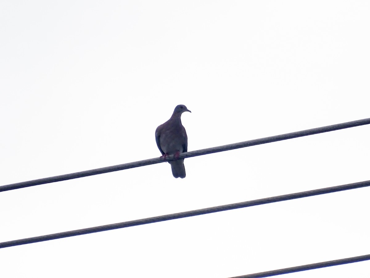 kajennedue - ML646519038