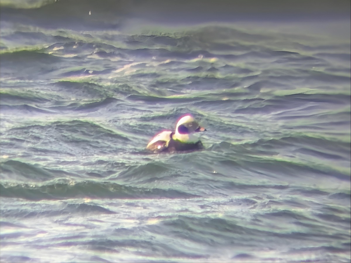 hoholka lední - ML646519039