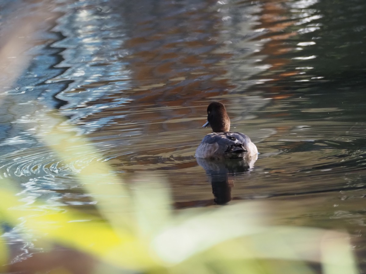 purpurhodeand - ML646519040