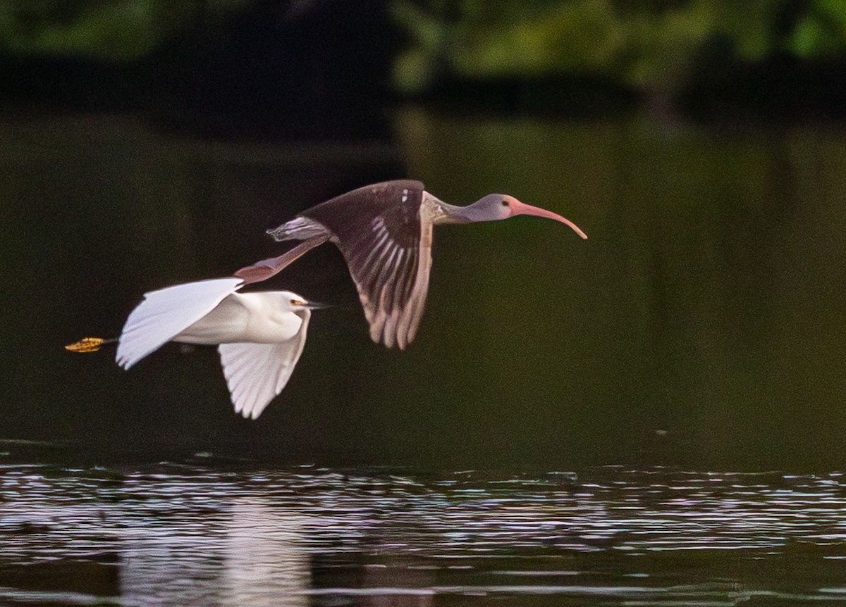 hvitibis - ML646519041