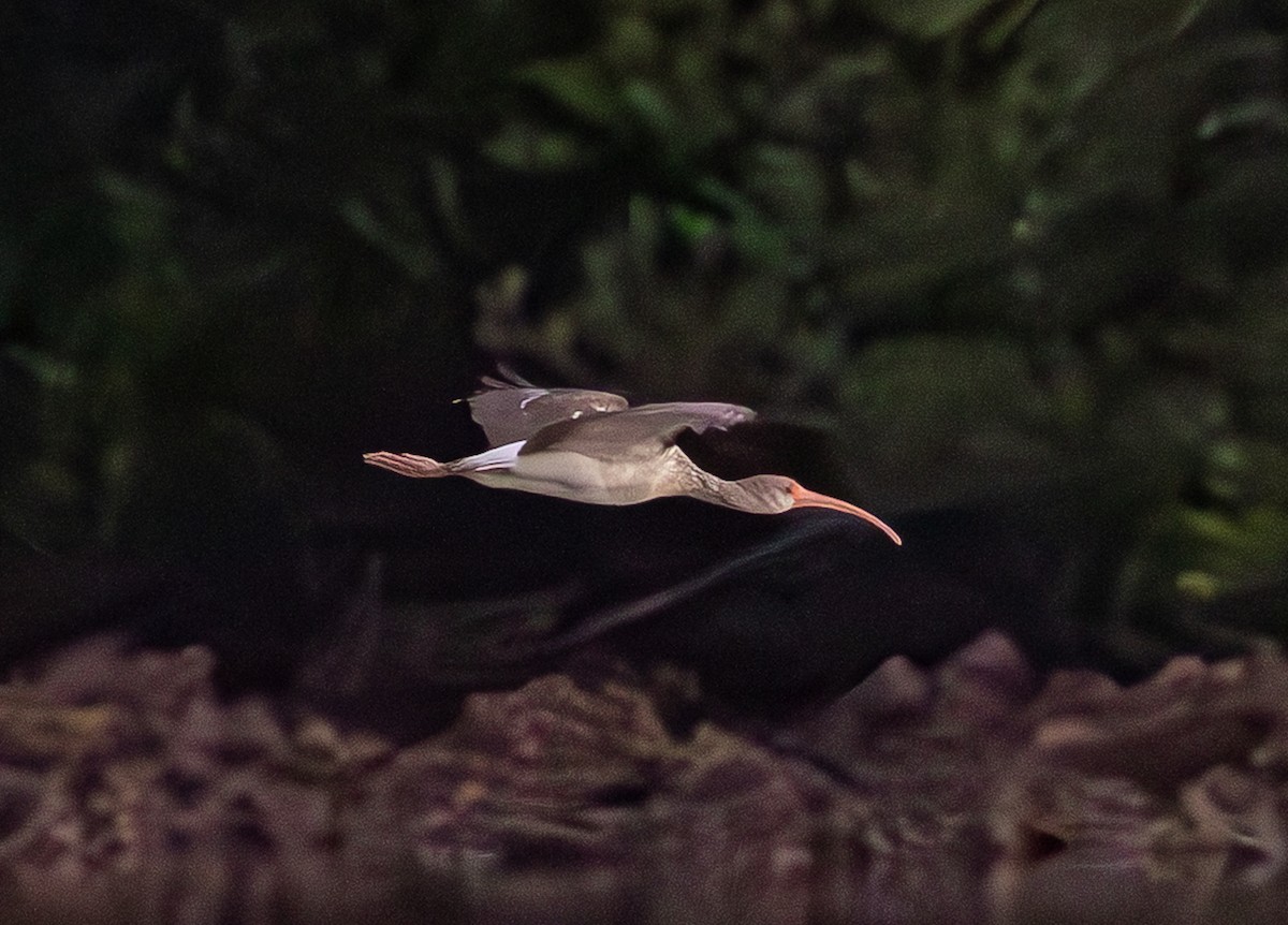 hvitibis - ML646519042