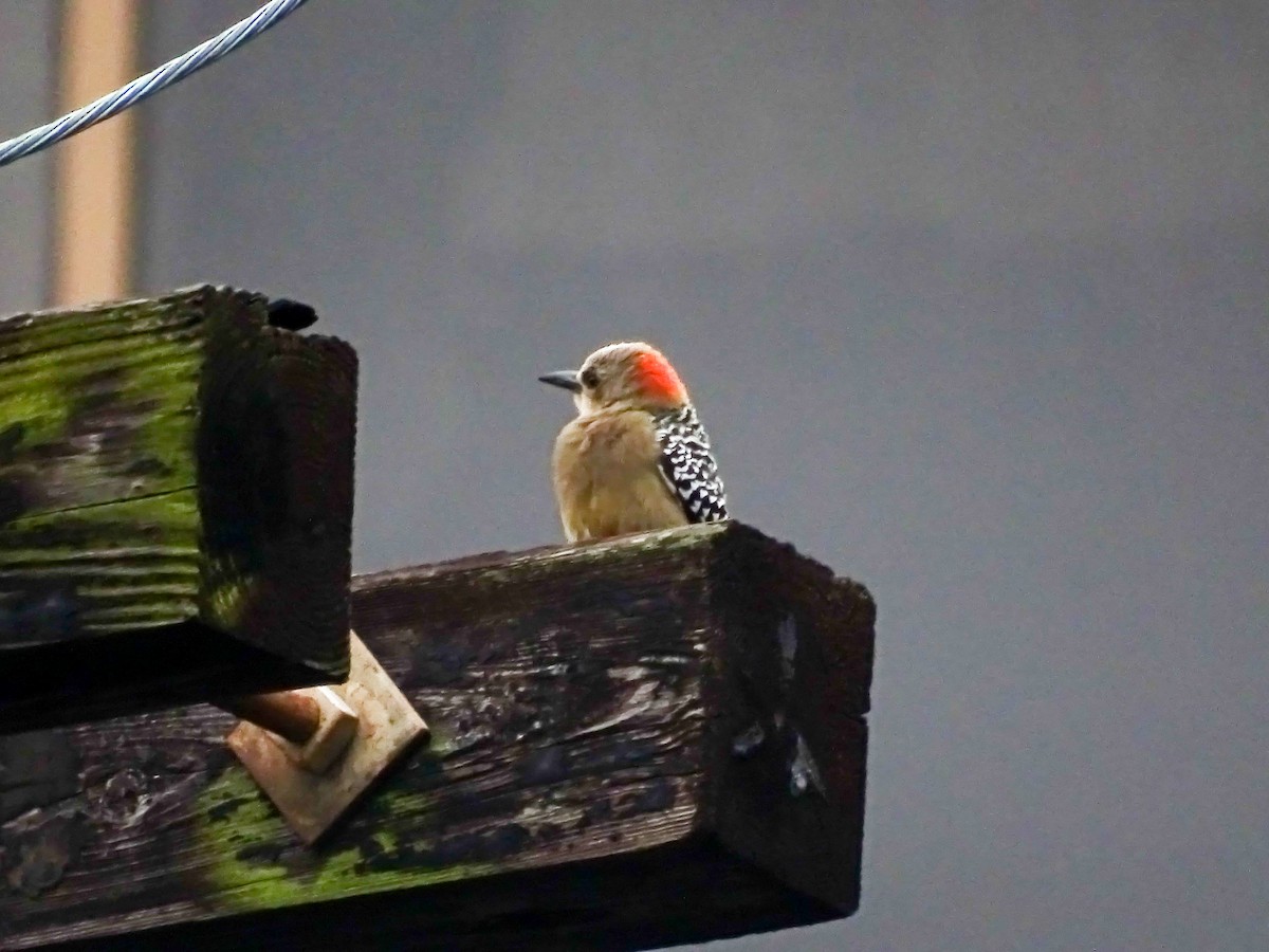 rødkronespett - ML646519045