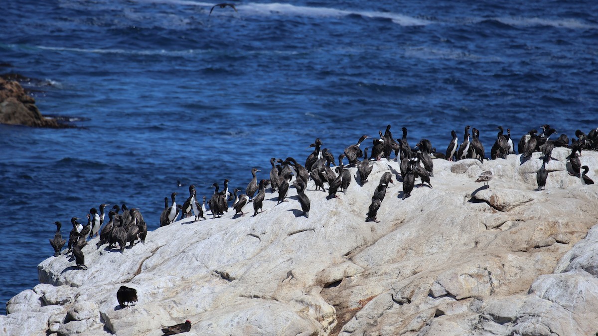 guanoskarv - ML646519046