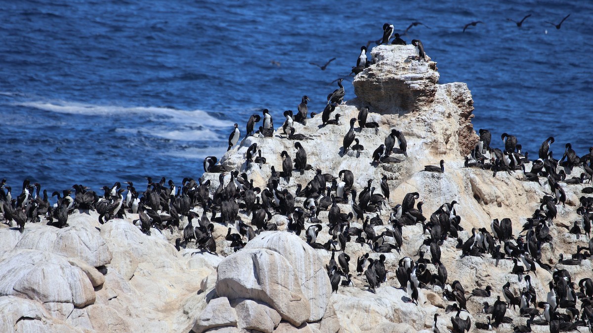 guanoskarv - ML646519047