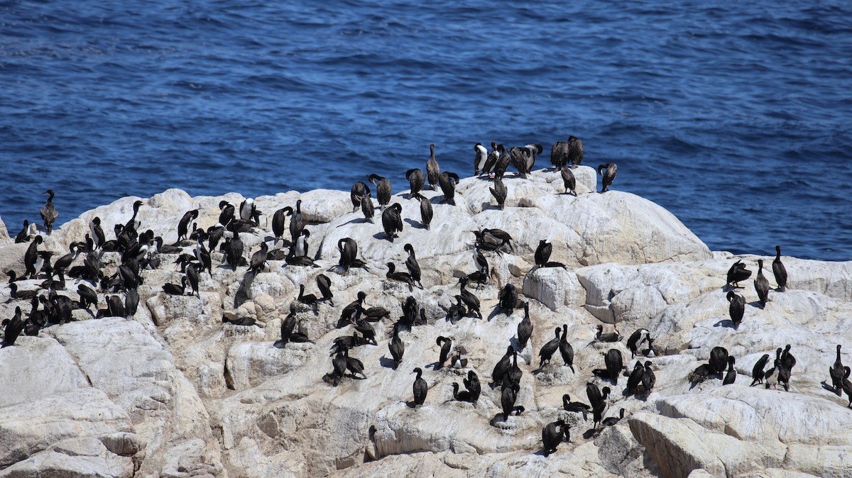 guanoskarv - ML646519049