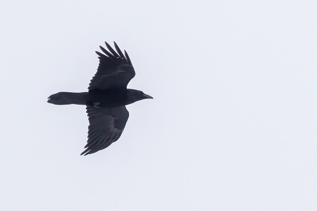 Kolkrabe - ML646519050