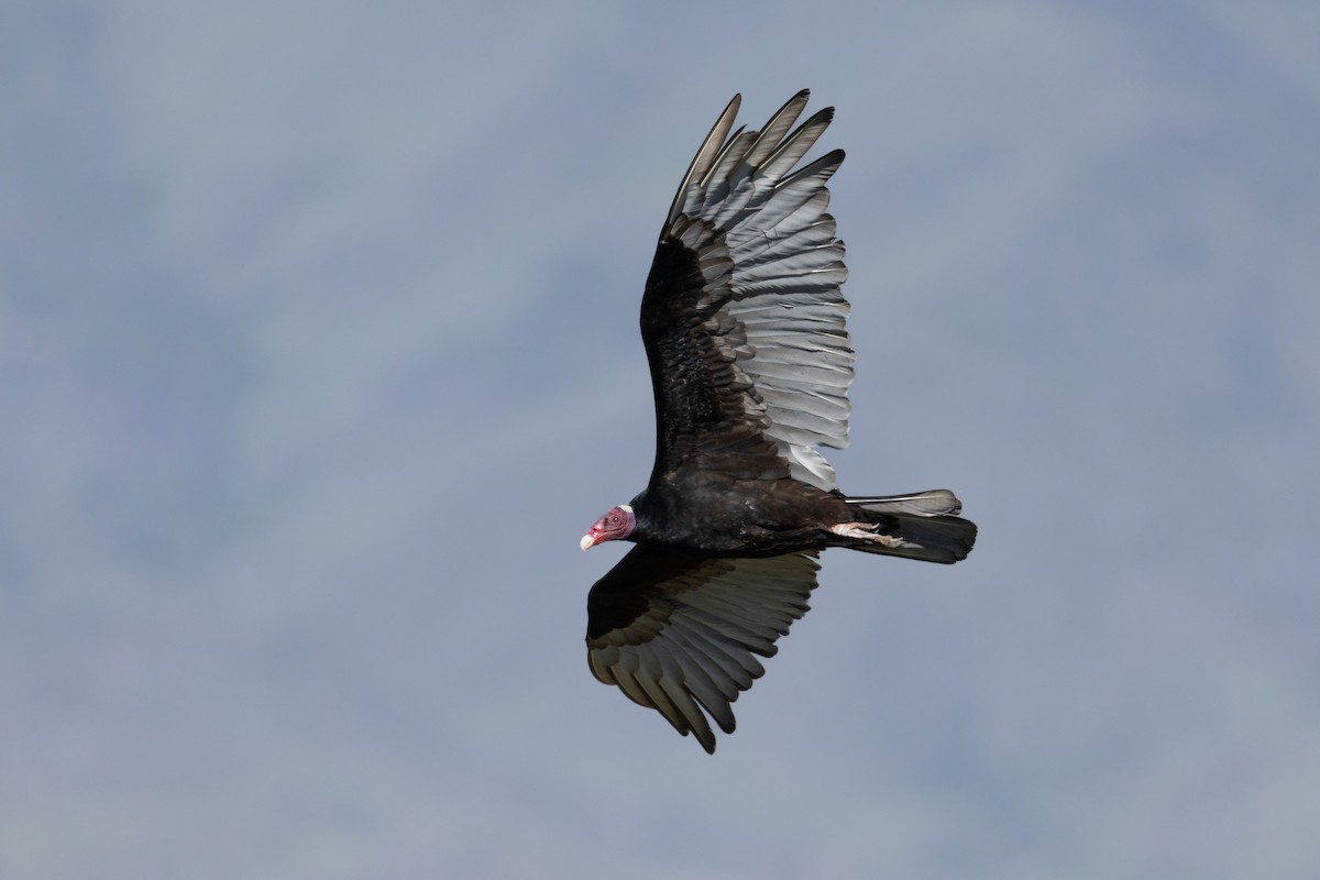 Turkey Vulture - ML646519057