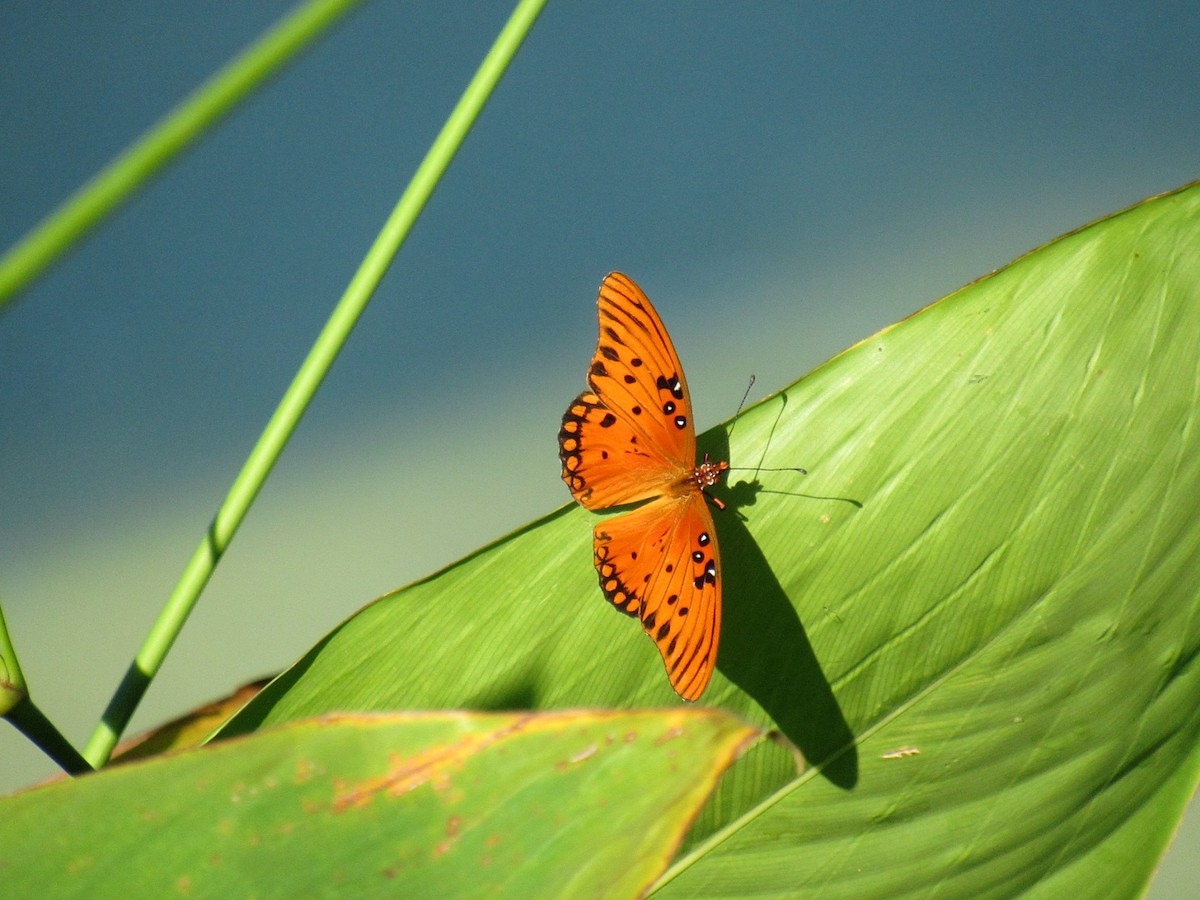 Animales - ML646519058