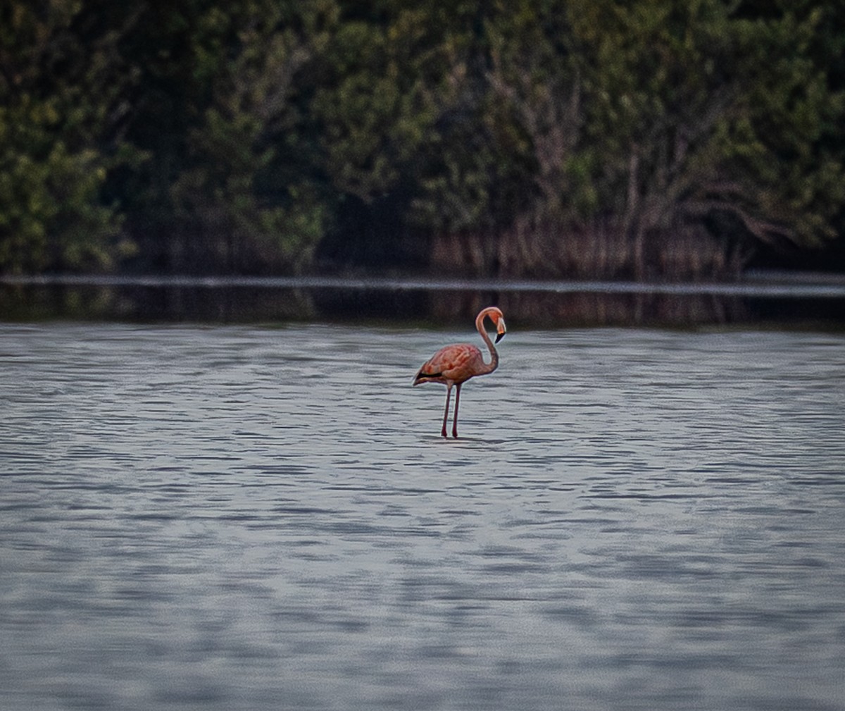 Fenicottero caraibico - ML646519063