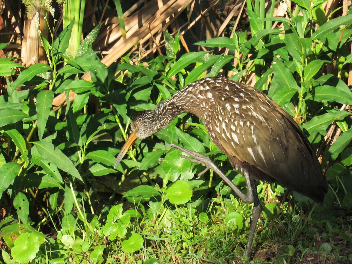 Carrao - ML646519066