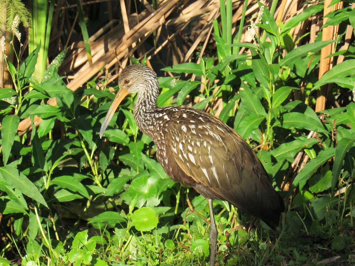Carrao - ML646519067