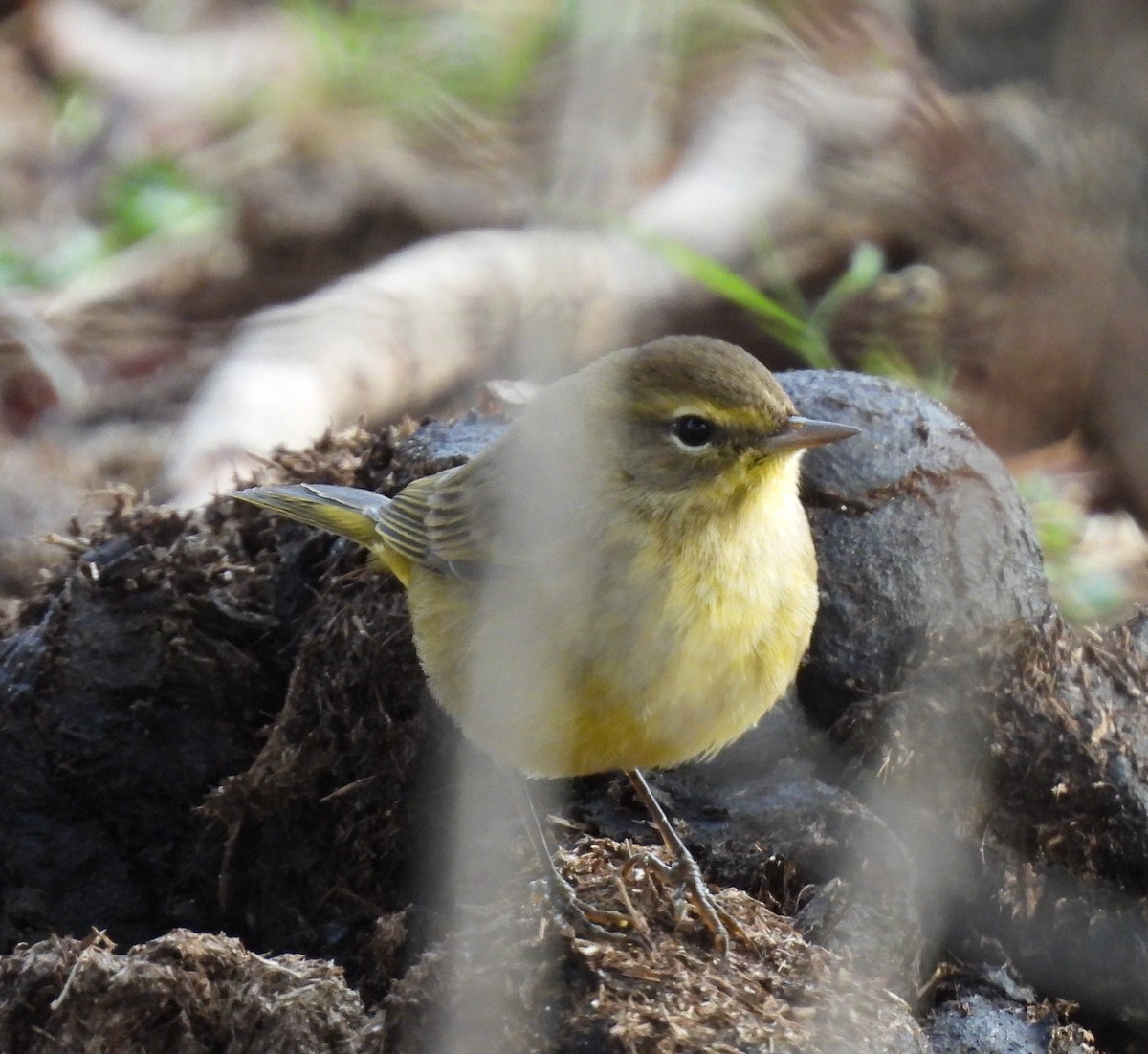 Palm Warbler - ML646519068