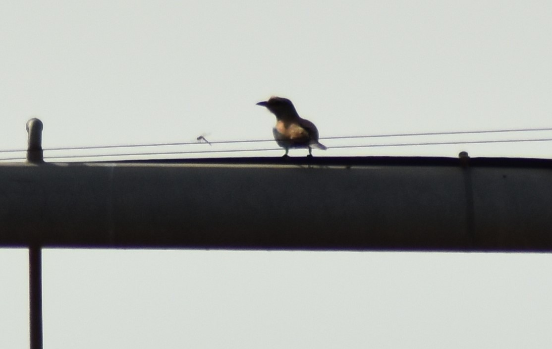 Gökkuzgun - ML646519071