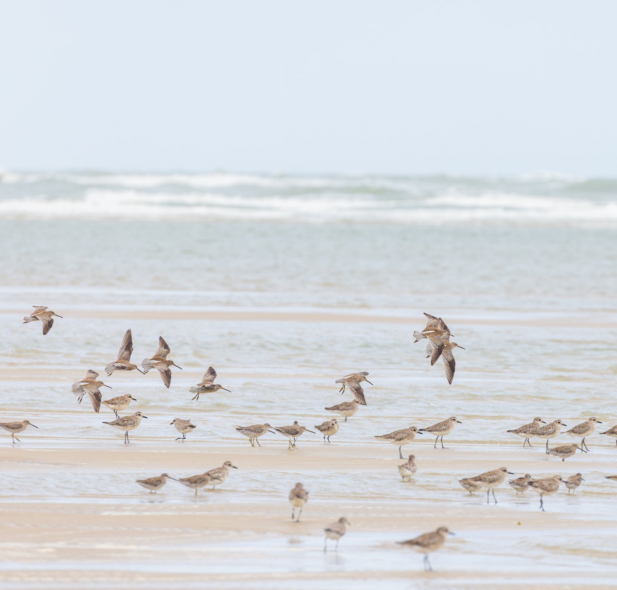 Short-billed Dowitcher - ML646519074