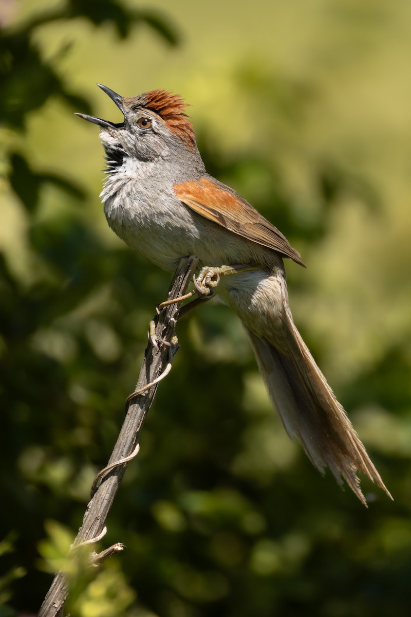 Pale-breasted Spinetail - ML646519075